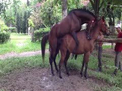 Beastiality porn video horses having sex